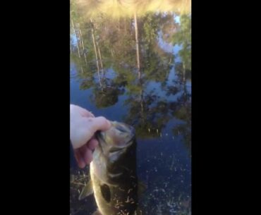 Bass off top water popper during winter