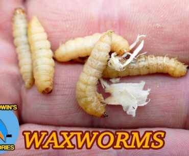 Roving on a tiny river - Fishing with Wax worms (Video 86)