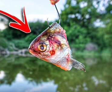 I CAN'T BELIEVE What Lives In This TINY PUDDLE!!! (Cut Bait Fishing)