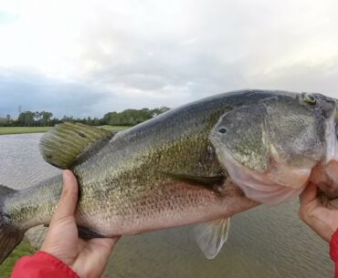 Chatterbaits catches it all!!! 5lb Laregemouth Bass and Bedding Peacock Bass