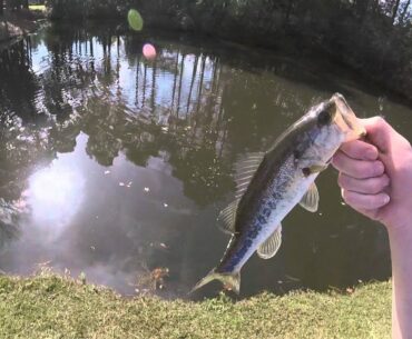 Carolina rig Bass fishing part 1 - Fishing the South