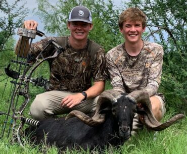 Trophy Ram Shot With A Bow In Uvalde Texas at the MTZ Ranch!!