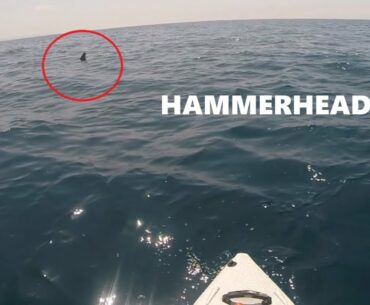 Hammerhead Shark Tows Me Miles Offshore! | Kayak Fishing La Jolla During El Nino 2015