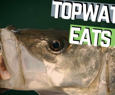 Insane SNOOK Bite In Tampa Bay | Eating Tarpon Baits