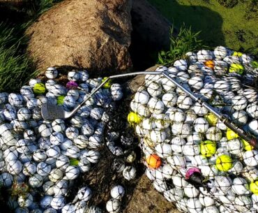 Angry Golfer Wraps Golf Club Around Tree and Throws it in the Water! Deer Run Golf Club MN