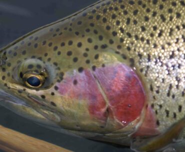 Rainbows in Large Rivers | British Columbia