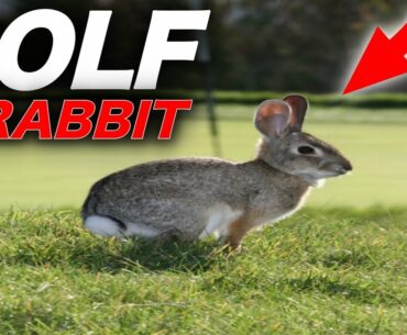 Chipping Golf Balls with Rabbit