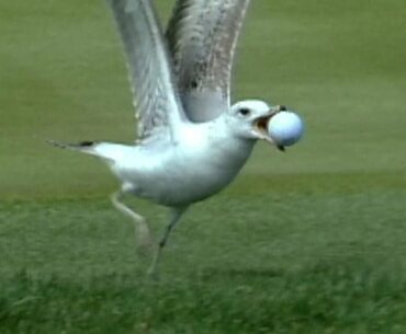 Seagull steals ball on No. 17 at THE PLAYERS in 1998