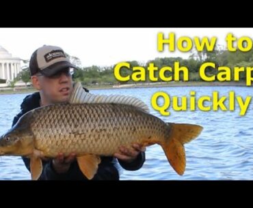 How to catch carp quickly - Fishing for carp with pack bait