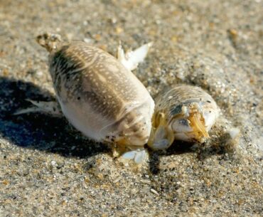 How to Catch Hidden Fishing Bait on the Beach