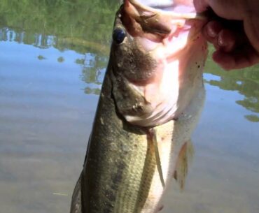 Pond fishing for big bass!