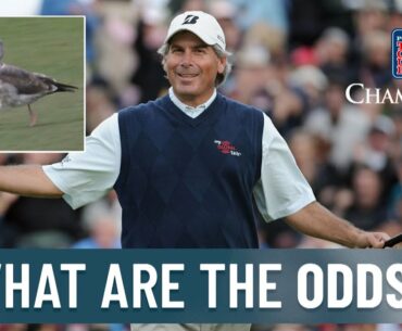 WHAT ARE THE ODDS?! PGA TOUR Champions edition