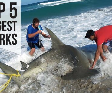 Top 5 Largest Sharks Caught