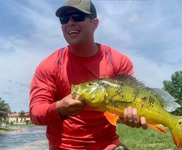 MASSIVE PEACOCK BASS Pond Hopping in South Florida!