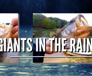 Giants In The Rain | PERFECT BUZZ BAIT CONDITIONS