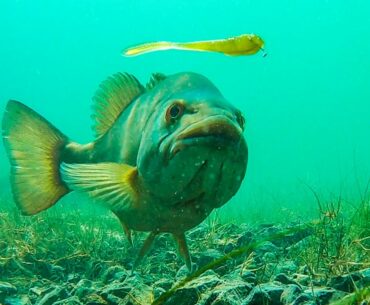 INSANE Underwater Footage Of Bass Eating Worms and Finesse Baits!