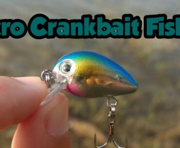 Micro Crankbait Largemouth Bass and Mayan Cichlids