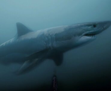 GoPro Awards: Great White Shark Encounter