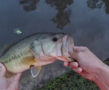 catching bass out of PUDDLES ON FROGS!!???