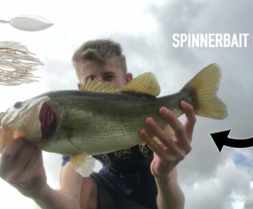 Spinnerbaits Catch *FAT* Winter Bass!