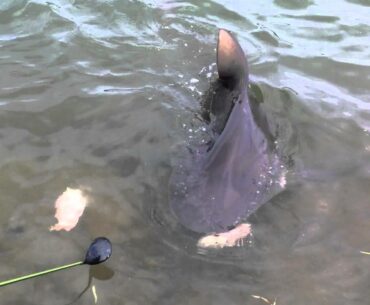 Shark feeding at Carbrook Golf Club