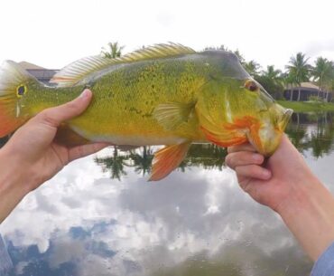 Fishing for *SPAWNING* South Florida Peacock Bass (TONS of FISH!)