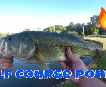 Golf Course Pond Bass DESTROY Wacky Rig | Late Summer Bass fishing