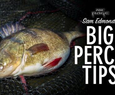 ***FOX RAGE TV*** BIG PERCH TIPS