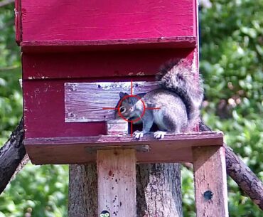 Pest Control with Air Rifles - Squirrel Shooting - Bruv and Bro solo sessions.