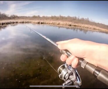 Sight Fishing for Bowfin (How to catch Bowfin AKA Dogfish!)