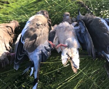 Dove Hunting (ft Tanner, Seth, Sawyer)