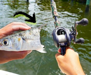 Fishing BIG LIVE MULLET near Docks