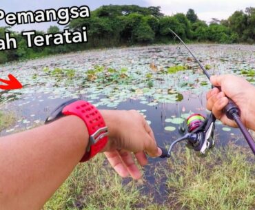 Memburu IKAN PEMANGSA SPOT HEAVY COVER!