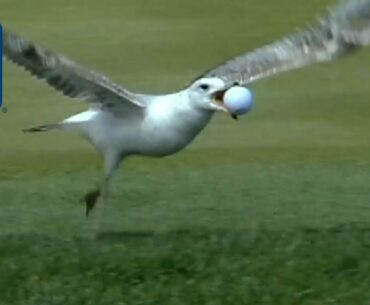 Best bird moments on the PGA TOUR