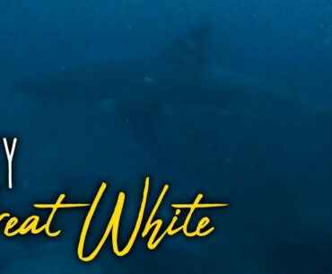 Great White Shark Encounter - Sydney Northern Beaches