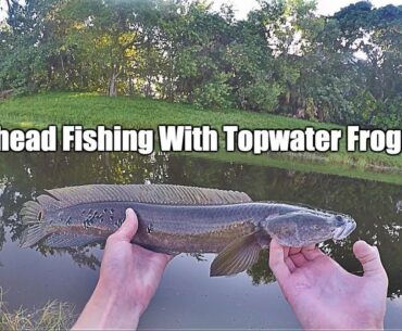 South Florida Snakehead Fishing with Topwater Frogs