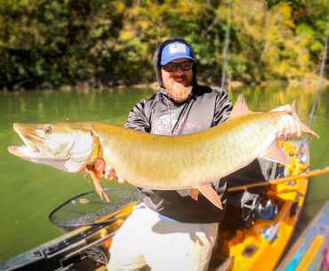 TWO BIG MUSKY from the Kayak! Southern Musky Fishing!
