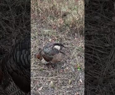 Sneaking Up On A Sleeping Wild Turkey