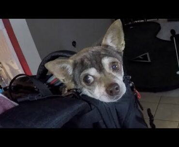 Squirrel in a Back-Pack on a Bike Ride