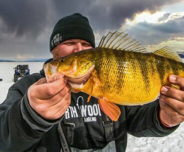 Ice Fishing the BIGGEST PERCH In North America