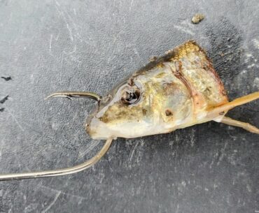 Using Cut Sucker for Cold Water Catfish! (Fall Fishing)