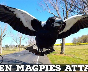 When Magpies Attack! // Six Tips to Avoid Swooping Magpies