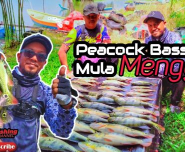 Peacock Bass MULA MENGGILA Di Timah Tasoh | Gasak Sakan - EP163