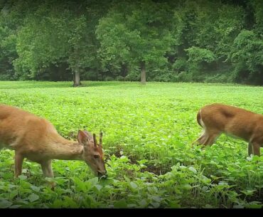 Why we make hunting videos: sharing hunting strategies and habitat improvement projects