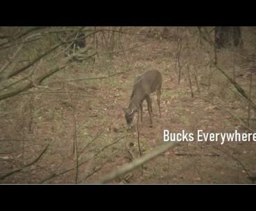 Bucks Everywhere! | The RUT is Here!