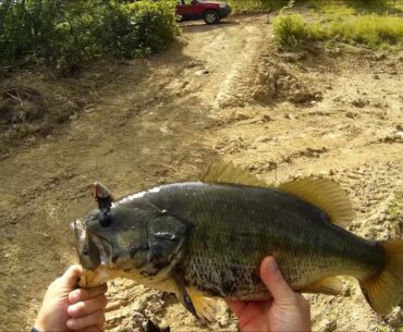 Pig Large Mouth Bass. Greene County PA ( 7-14-2016 )