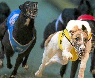 Sport racing greyhound  - The way from puppy to Australian champion -   Track racing