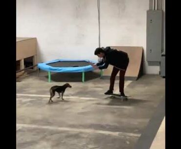 Sam tabor Teaching Dog A Few Tricks