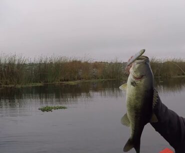 November Topwater