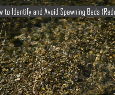 How to identify and avoid trout spawning beds (redds)